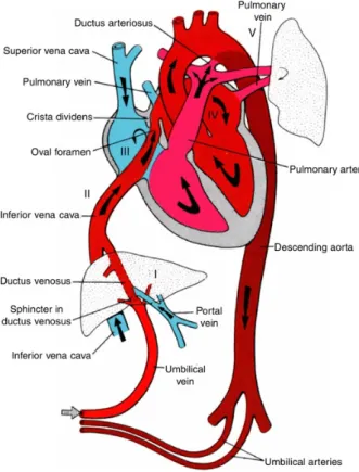 Figure 2.3: Fetal circulation. Arrows show the direction of blood flow. Note the locations where oxygenated blood mixes with deoxygenated blood: the liver (I), the inferior vena cava (II), the right atrium (III), the left atrium (IV), and at the entrance o