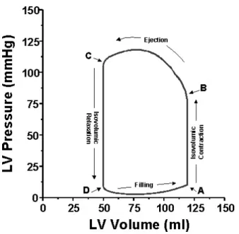 Figure 2.4: The pressure-volume curve of the left ventricle. Point A marks the beginning of the systole (the closing of the mitral valve), point B corresponds to the opening of the aortic valve