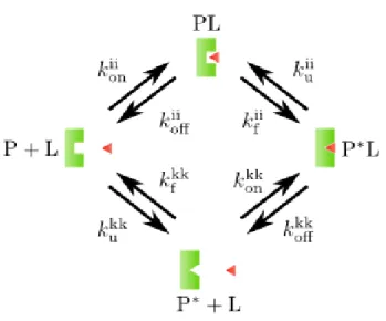 2. ábra. Ligandumkötés egyszer˝usített kinetikai sémája. A P ∗ L komplex kétféle útvonalon alakulhat ki, attól függ˝oen, hogy az asszociáció (P + L → PL) vagy a konformációs átalakulás (P + L → P ∗ + L) megy végbe el˝obb