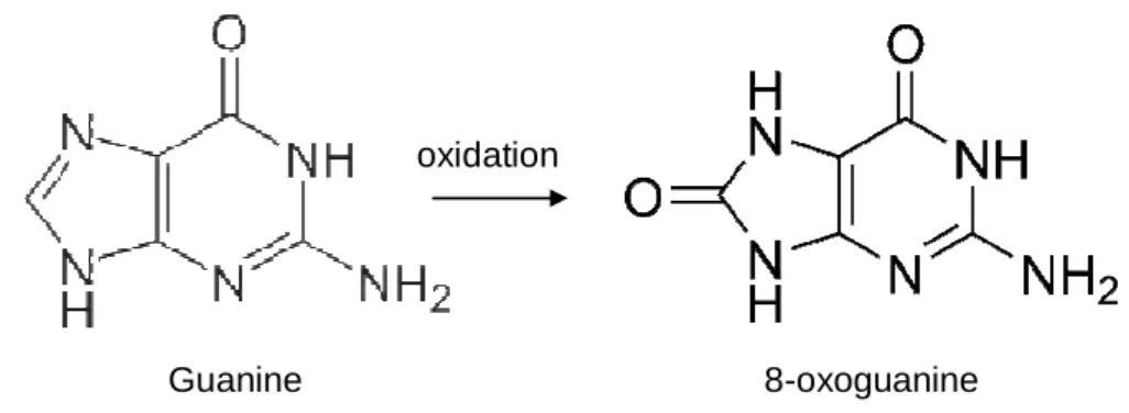 Figure 2. Guanine and 8-oxoguanine 
