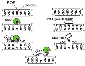 Figure 4. Graphical illustration of 8-oxoguanine DNA glycosylase-1 (OGG1)-initiated genome damage repair  (Ba, Aguilera-Aguirre et al