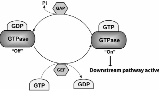 Figure 5. The GTPase activity cycle 