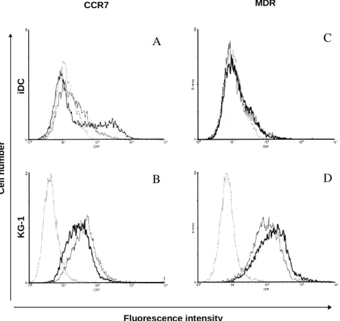 Figure 12. Cell surface expression of CCR7 chemokine and MDR transporter on  monocyte-derived DCs (A, C) and KG-1 cells (B, D) 