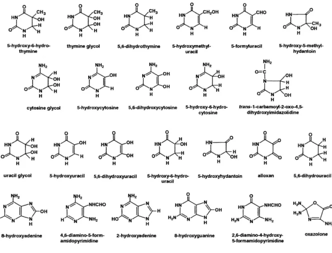 Figure 1. Oxidized DNA bases 