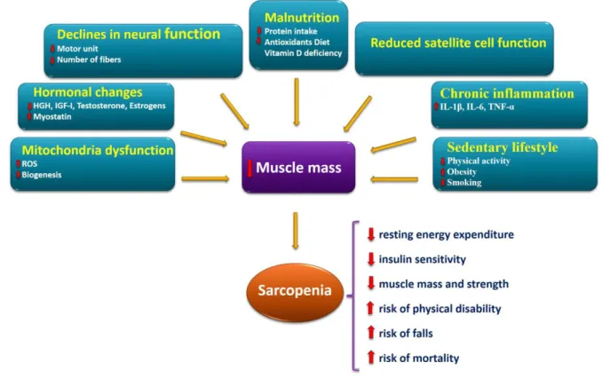 Figure 4. Schematic model of main factors involved in the onset and progression of the  sarcopenia and its consequences 