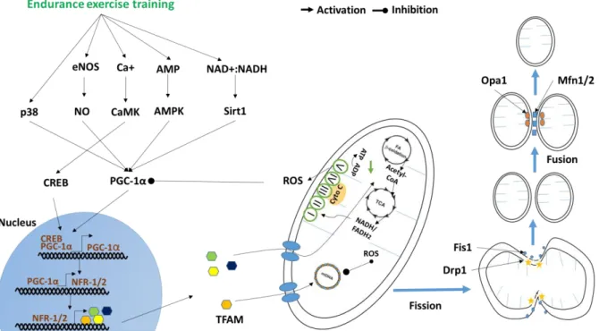 Figure 6. Diagrammatic summary of endurance exercise training signaling pathways involved in  mitochondria function in healthy mammalian skeletal muscle cell 