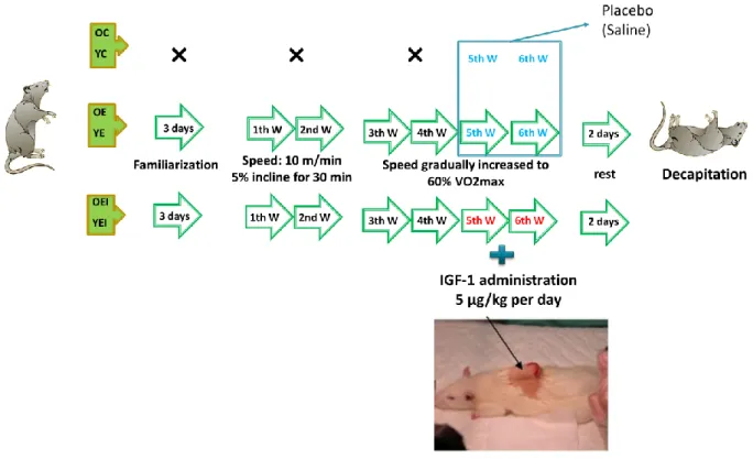 Figure 8. Schematic design of the study protocol 