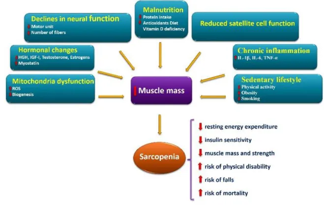 Figure 2. Schematic model of main factors involved in the onset and progression of the  sarcopenia and its consequences 