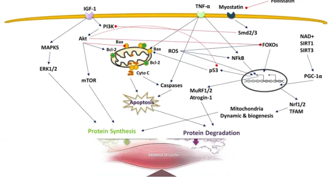 Figure 3. Molecular mechanisms involved in sarcopenia which can be viewed as the result of  a protein synthesis/degradation imbalance