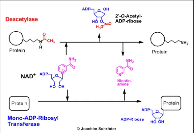 Figure 2: The main enzymatic activities of sirtuins 