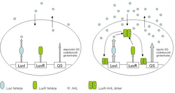 1.1.5. ábra: Alapállapot (bal oldal) és rajzási állapot (jobb oldal) alatt lejátszódó folyamatok baktérium sejteken belül; alapállapotban a luxI gén a LuxI fehérjét termeli,