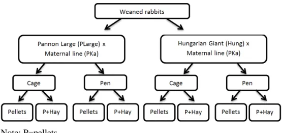 Figure 6. Design of the experiment 