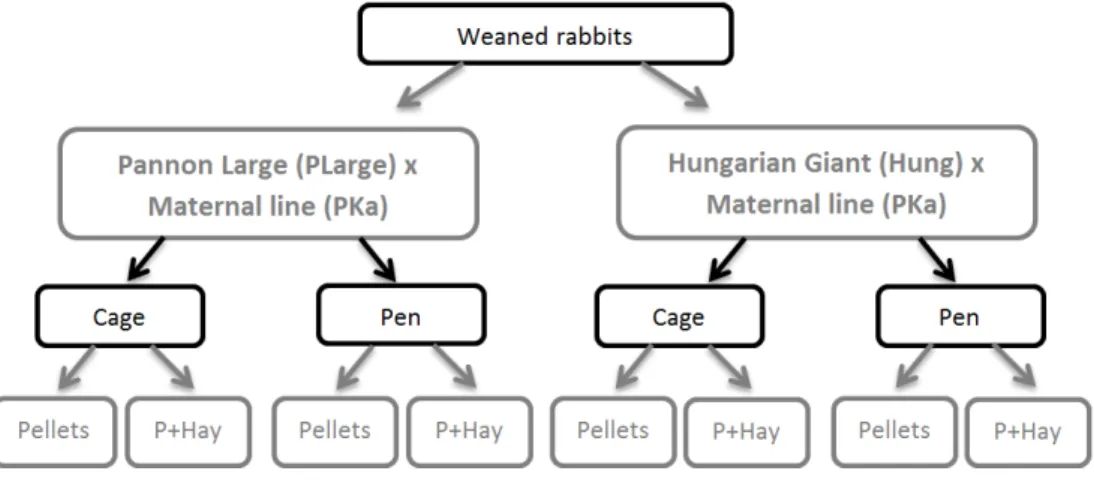 Figure 4. Design of the experiment 