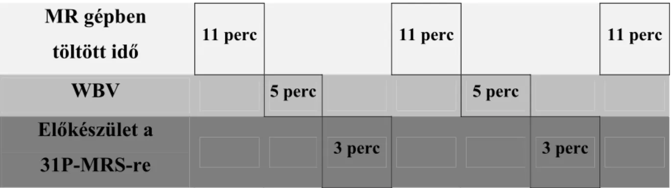 9. ábra. A vizsgálati protokoll és időbeli lefolyása. MR gépben töltött idő (31P-MRS  mérés), WBV- egésztest vibráció és MRS-re előkészület 