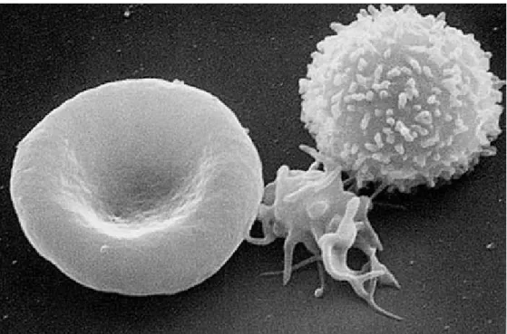 Figure 2.3: A three-dimensional ultrastructural SEM image of a T-lymphocyte  (right), a platelet (centre) and a red blood cell (left) made in The National Cancer 