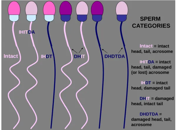Figure 5. Different sperm categories classified for the viability evaluation   in Experiment 1 and 3 