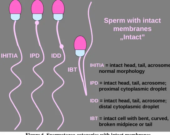 Figure 7. Sperm types with damaged membrane of any part of the cell 
