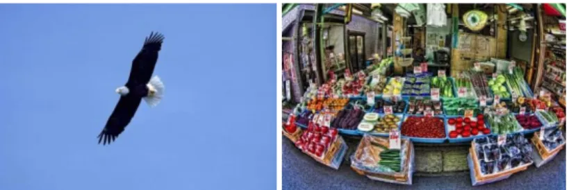Figure 1. An intuitive example  for the diﬀerences in content amount. Both  images  have  a  resolution  of  14.5  megapixels,  but  while  the  one  on  the  left  contains a single object in front of a homogeneous background, the image on  the right has 