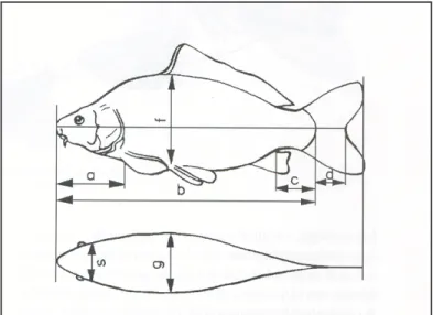 1. ábra A ponty testméret adatai (J ÁSZFALUSI , 1954) 