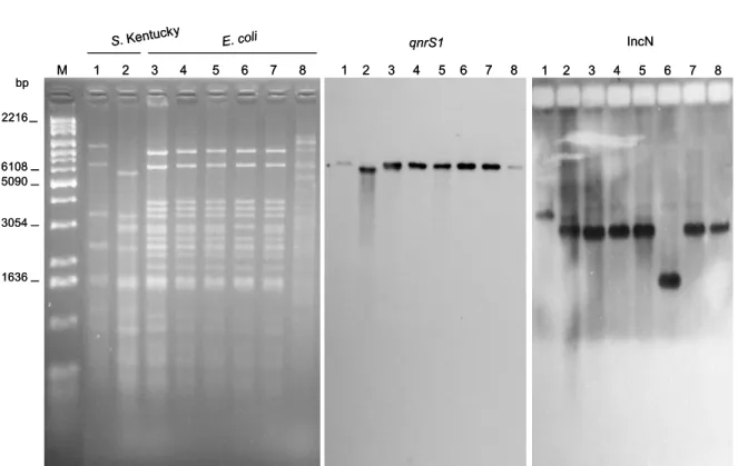 amely az IncN-IncF fúziót mutató ~168 kb méretű plazmidot hordozta (7. ábra). A qnrS1- és IncN-specifikus  Southern  hibridizáció  eredményei  szerint  a qnrS1  gén  valamennyi E