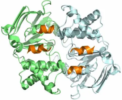 4. ábra.  A coupling hélixek elhelyezkedése.  Az ábrán a két NBD (zöld és cián) és a velük kölcsönhatásba lépő  coupling  hélixek  (narancs)  látható  az  extracelluláris  irányból  nézve  a  Sav1866  fehérje  szerkezete  (PDB  ID: 
