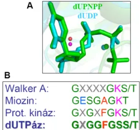 7. ábra Két dUTPáz szerkezet aktív helyének  illesztése a di-és a trifoszfát ligandumokat  szemléltetve PDB:2HQ ;1SLH (A) és különböző  enzimek konszenzus P-hurok aminosav  szekvenciái (B) 