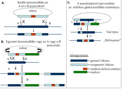 8. ábra Allélikus génkicserélődés  sematikus ábrázolása homológ 