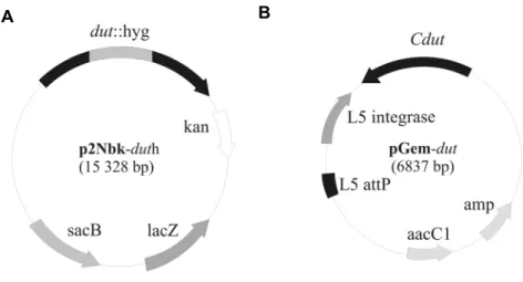 10. ábra  A dUTPáz génkiütött mutáns M. smegmatis sejtvonal előállításához készített DNS plazmidok  (A) A p2Nbk-duth öngyilkos vektor a dUTPázt kódoló dut gént tartalmazza, ahova egy 1,8 kb higromicin  rezisztenciát kódoló marker kazetta lett beklónozva, a