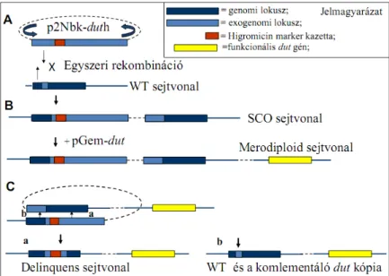 11. ábra A dUTPáz génkiütött  mutáns M. smegmatis  sejtvonalak sematikus ábrázolása   (A-B)  egyszeri rekombinációval  létrejött SCO és a funkcionális  dUTPázt tartalmazó merodiploid  sejtvonalak
