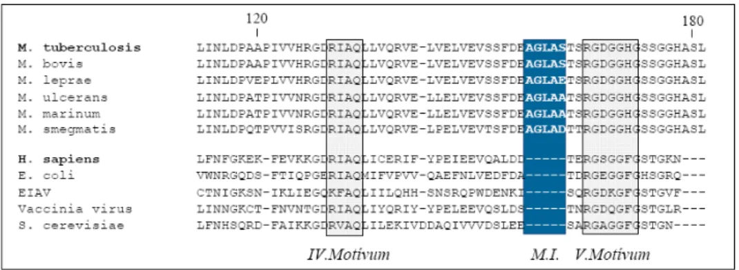 15. ábra Összetett aminosav-szekvencia illesztés mikobakteriális és nem-mikobakteriális fajokból  származó dUTPázok C-terminális részére 