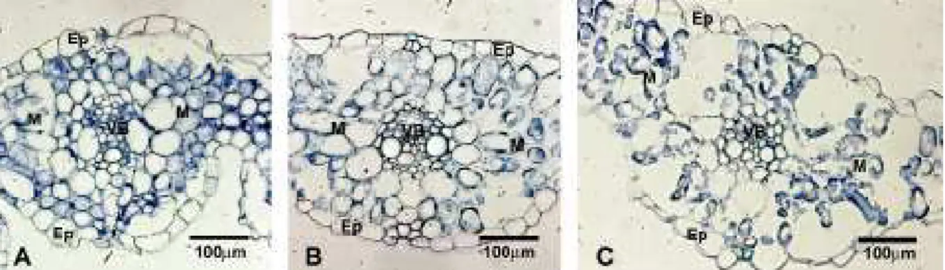 Figure 1.11 Toluidine blue stained cross section of barley leaves from different  developmental stage 