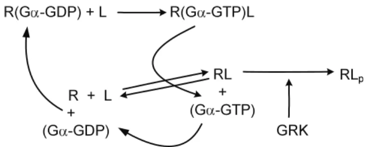Figure 2.2: The reaction scheme of G protein signaling extended with receptor phosphorylation