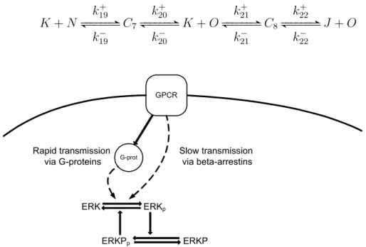Figure 2.3: The reaction scheme of ERK feedback autoregulation by ERKP: The ERK proteins can be activated either by the conventional G-protein coupled pathways or via slow transmission