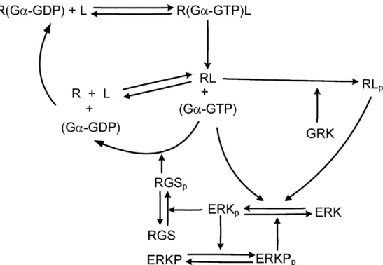 Figure 2.4: The reaction scheme of G protein signaling, ERK activation and regu- regu-lation of signaling