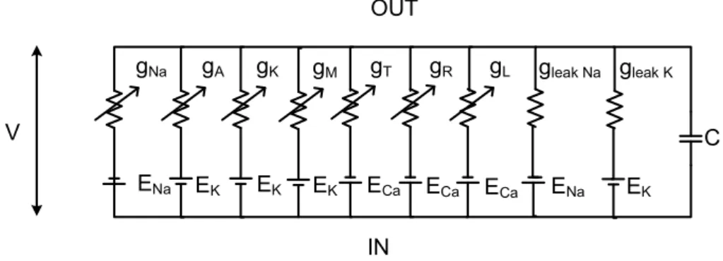 Figure 4.1: Parallel conductance model, with conductances representing diﬀerent ion channels in voltage dependent and independent manner