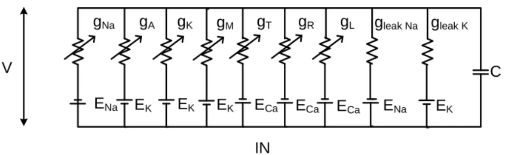 Figure 1: Parallel conductance model of the GnRH neuron (described in Thesis 3), with con- con-ductances representing different ion channels in voltage dependent and independent manner.