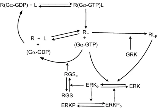 Figure 2: The reaction scheme of the kinetic model describing fast (G protein coupled) and slow ( β -arrestin coupled) transmission)