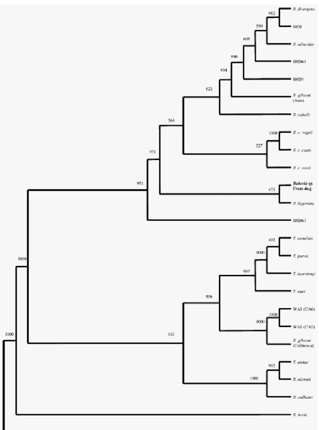Figure 8. Phylogenetic tree inferred by distance methods using edited alignment of 18S rDNA  sequences