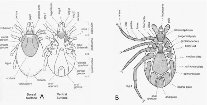 Figure 10. Dorsal and ventral surface of a female (A) and ventral surface of a male (B) hard tick  (P.D