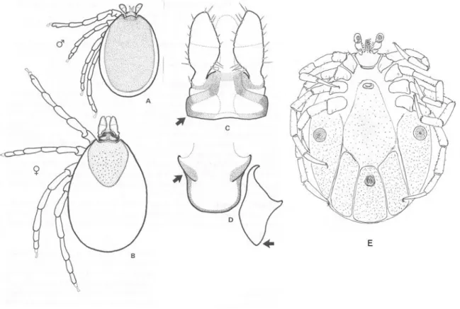 Figure 12. Ixodes canisuga. A. Dorsal view of male; B. Dorsal view of female; C. Dorsal view of  female capitulum; D