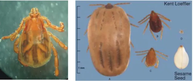 Figure 3. Rhipicephalus sanguineus male, fully engorged female (A), unfed female (B), male (C)  and larva (D)