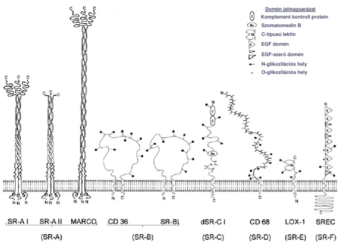 6. ábra   A scavenger receptorok szerkezet szerinti csoportosítása [Gough et al, 2000]