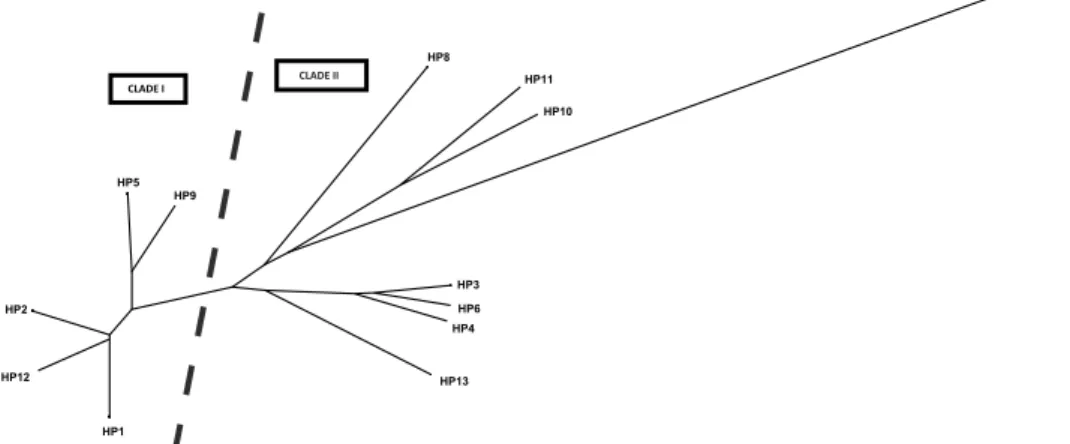 Fig. 5. UPGMA phylogenetic tree derived from the concatenated MT-CYTB and MT-COI  haplotypes