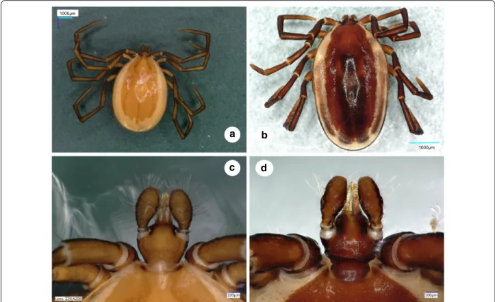 Fig. 1  Dorsal views of male Ixodes vespertilionis (a, habitus; c, gnathosoma) and I. collaris (b, habitus; d, gnathosoma)