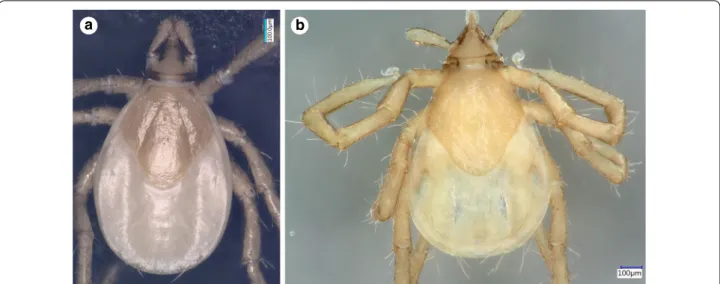 Fig. 4  Dorsal view of Ixodes vespertilionis (a) and I. collaris (b) larvae