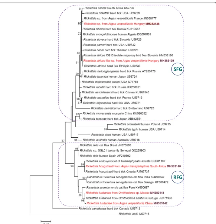 Fig. 1 Maximum-likelihood tree of spotted fever group (SFG: encircled with dashed line), Rickettsia felis group (RFG: encircled with dashed line) and other rickettsiae based on the gltA gene