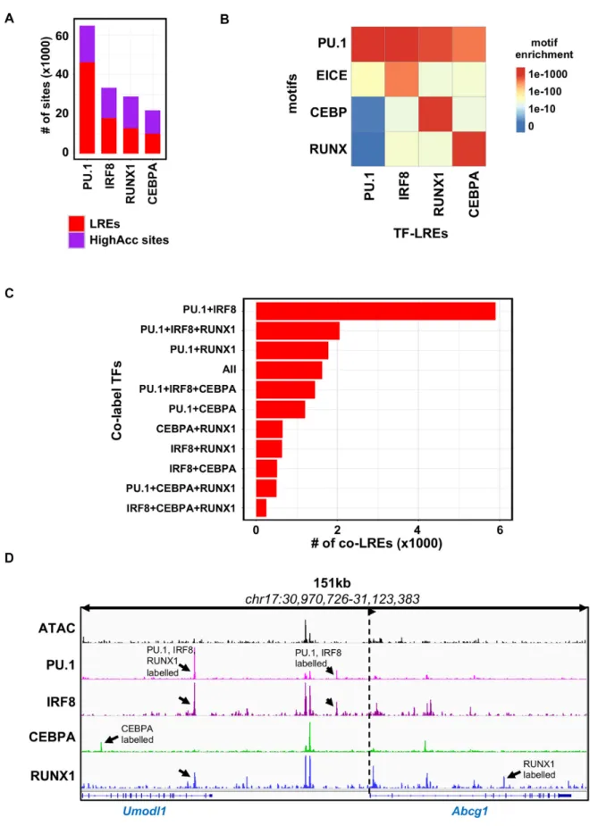 Figure 3. The principal transcriptional regulators of the macrophage epigenome form co-labelled regulatory elements