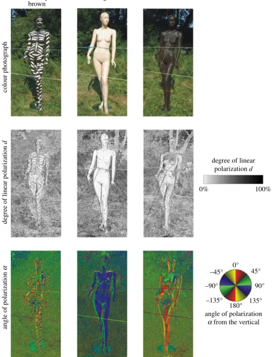 Figure 3. Reflection – polarization characteristics of standing human models. Colour photographs and patterns of the degree of linear polarization d and the angle of polarization a (clockwise from the vertical) of the sunlit sticky white-striped brown (a),