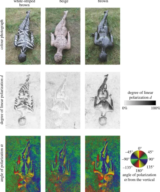 Figure 4. Reflection-polarization characteristics of lying human models. As figure 3 for the shady sticky human models lying on the ground with stomach down, when the optical axis of the polarimeter was 2358 from the horizontal and parallel to the long axi