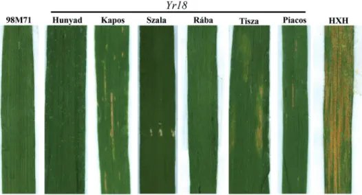 ‘GK Piacos’ had IT 3 and traces of sporulation (Table 1, Fig. 1). ‘GK Tisza’ developed  some large chlorotic flecks, but without sporulation (Fig